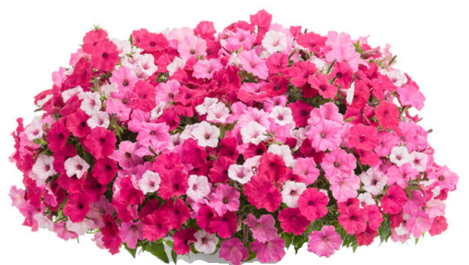 Plants/Flowers/Seeds